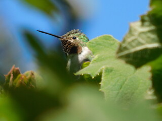 Un colibrí © SukiFernanda