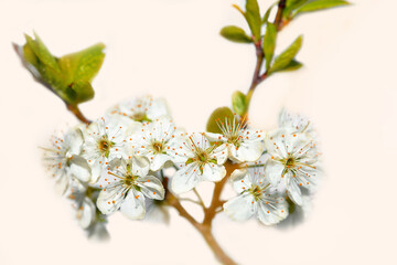 Apple tree flowers, spring flowering trees, selective focus, soft focus