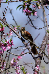 Vertical Of Brown Thrasher Perched In Tree With Pink Blooms-5211