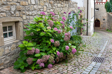 Fototapeta na wymiar Flowering hydrangea bush near a stone wall with wooden doors and small windows of an medieval half-timbered house on the street of an old German city. Storm water drainage on the cobblestone pavement