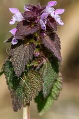 Close up of purple dead nettle (lamium purpureum) flowers