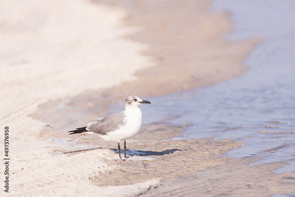 Wall mural seagull in the sand on the beach