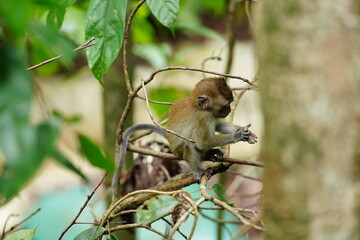 Macaque monkey in rainforest in Langkawi, Malaysia