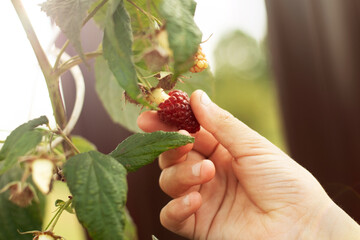 Collection of raspberries. The farmer manually picks organic raspberries in the garden. Red berry on a branch. Close-up hand holding a raspberry.