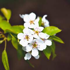 Apple tree flowers, cherry flowers, spring flowering trees, selective focus, soft focus