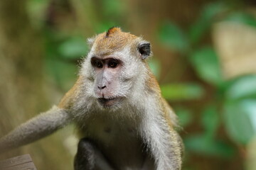 Obraz premium Macaque monkey in rainforest in Langkawi, Malaysia