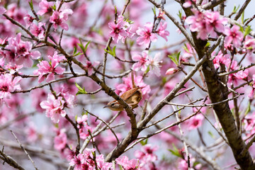 Wide Angle Of Wren Perched In Peachtree With Pink Blooms-5241