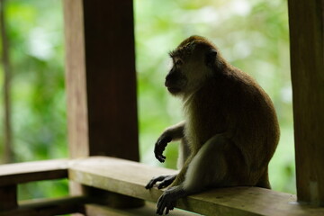 Macaque monkey in rainforest in Langkawi, Malaysia