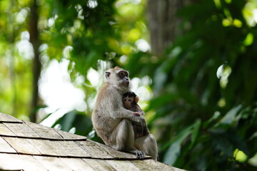 Macaque monkey in rainforest in Langkawi, Malaysia