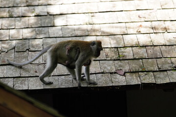 Macaque monkey in rainforest in Langkawi, Malaysia