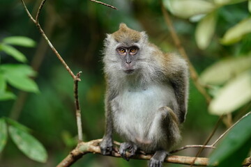 Macaque monkey in rainforest in Langkawi, Malaysia