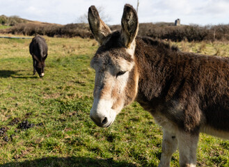 A donkey in Ireland, near Doolin Cave