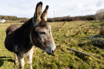 A donkey in Ireland, near Doolin Cave