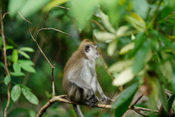 Macaque monkey in rainforest in Langkawi, Malaysia