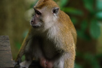 Macaque monkey in rainforest in Langkawi, Malaysia