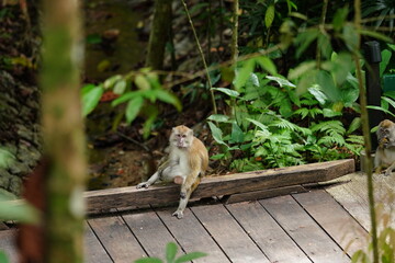 Macaque monkey in rainforest in Langkawi, Malaysia
