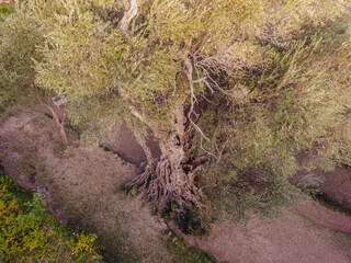 2000 years old olive tree: Stara Maslina in Budva, Montenegro. It is thought to be the oldest tree...