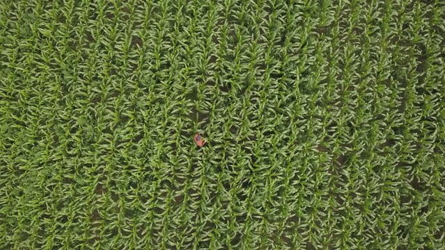 A farmer inspects a corn crop in a large field. Top view