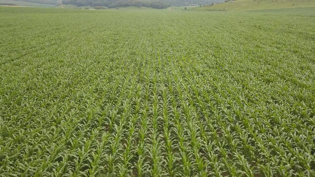 Corn field top view. Aerial view of plantation green corn field