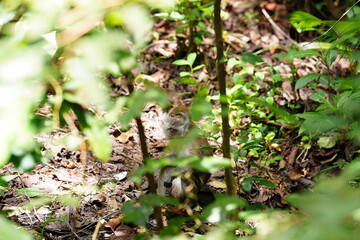 Macaque monkey in rainforest in Langkawi, Malaysia