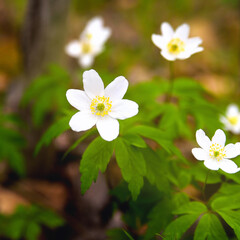 snowdrops, first spring flowers,  selective focus