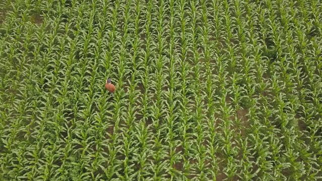 Farmer agronomist monitors the corn harvest.  Top view of a corn field