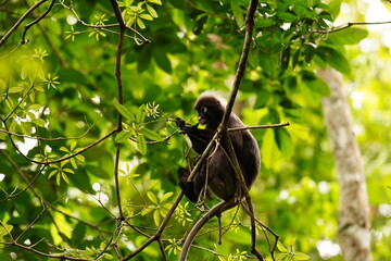 Dusky leaf monkey in rainforest in Langkawi, Malaysia