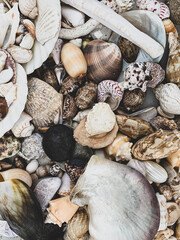 Seashells background. Variety of different shapes seashells. Flea market treasures.