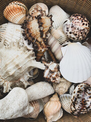 Seashells background. Variety of different shapes seashells. Flea market treasures.