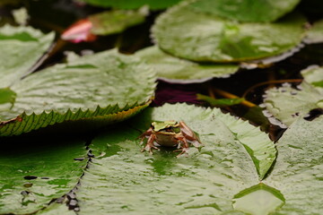 Tropical green frog in Langkawi, Malaysia