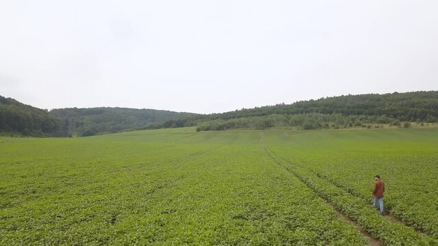 A farmer inspects a soybean crop in a large field. Top view