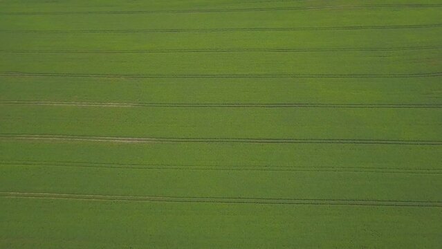 Large green soybean field. Aerial view