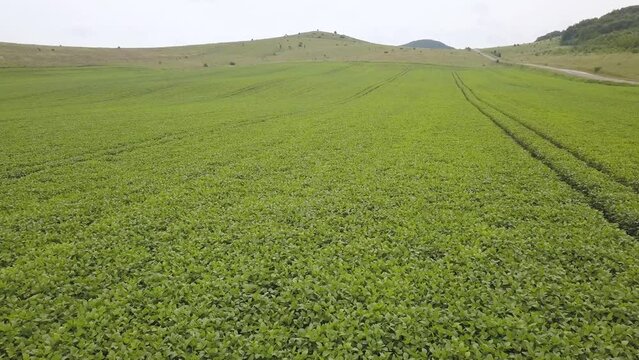Landscape of green soybean field in the mountains. Growing soybeans. Aerial view