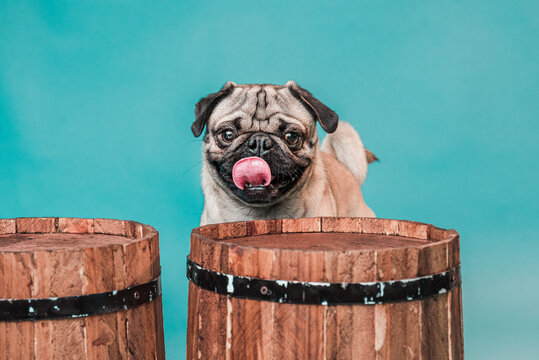 Foto de Pug saboreando