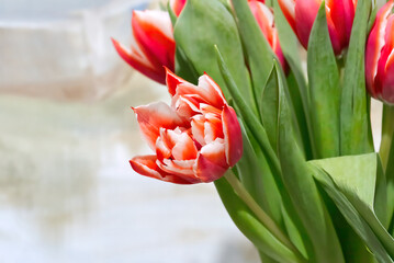 Rose red tulips. Beautiful flowers as a gift to your girlfriend. close up