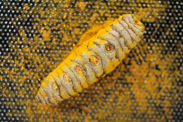 turmeric, health promoting root rhizome 