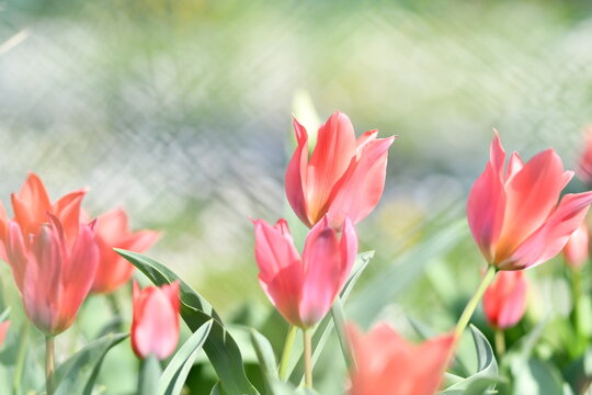 Tulipani rossi in un giardino verde primaverile