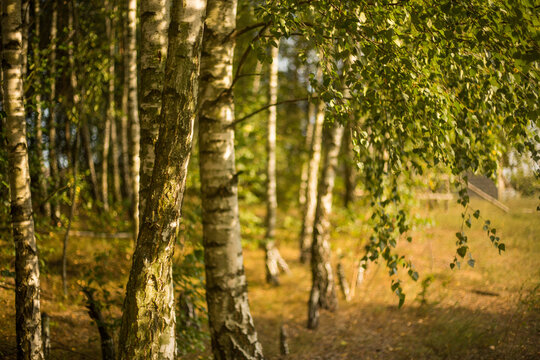 las słońca zieleń cisza relaks © Artur Wojtczak 