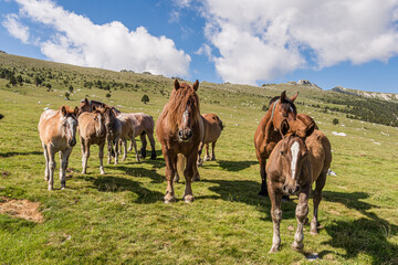 Fototapeta na wymiar Herd of horses on the mountain.