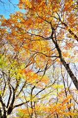 丹沢の石棚山　ハウチワエデの紅葉
