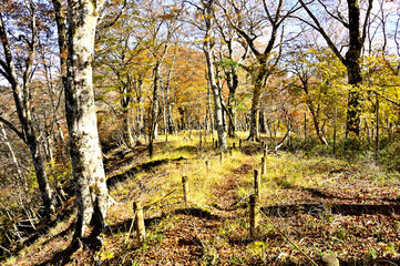 丹沢の石棚山稜　紅葉のテシロノ頭の森より檜洞丸を望む
