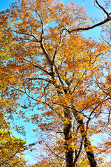 丹沢の石棚山　ブナの紅葉
