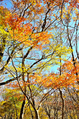 丹沢の石棚山　ミネカエデの紅葉
