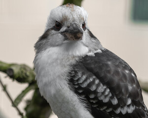 Fototapeta premium Close up Side View Kookaburra
