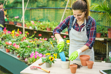 Fototapeta na wymiar Senior woman working inside greenhouse garden - Focus on female hands