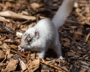 Albino Chipmunk in Search of Food