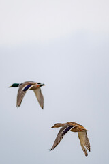 Fototapeta premium seagull in flight