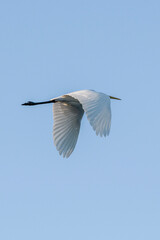 heron in flight