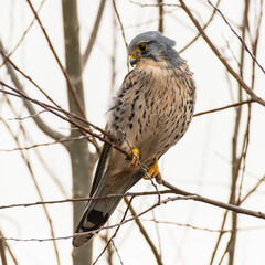Close up Adult Male Kestrel Perched in a Tree