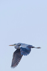 great heron